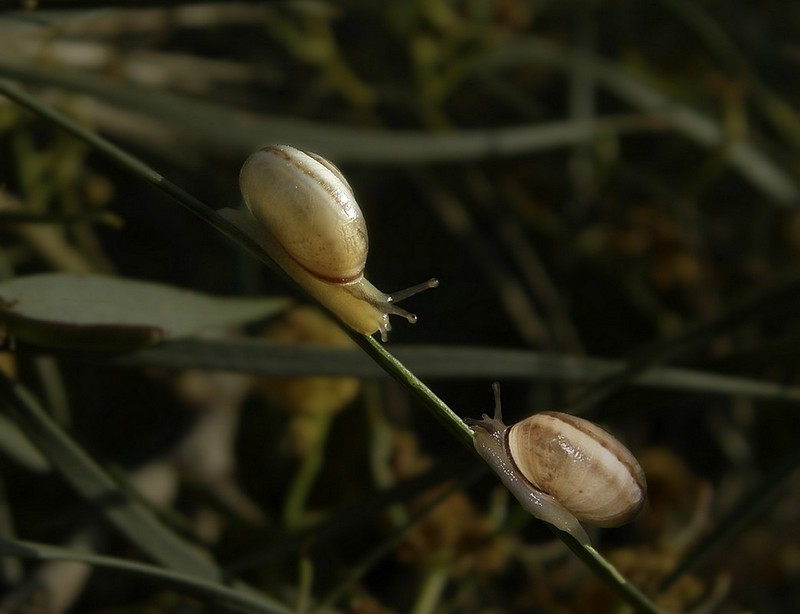 זוז, הלכו לי הברקסים