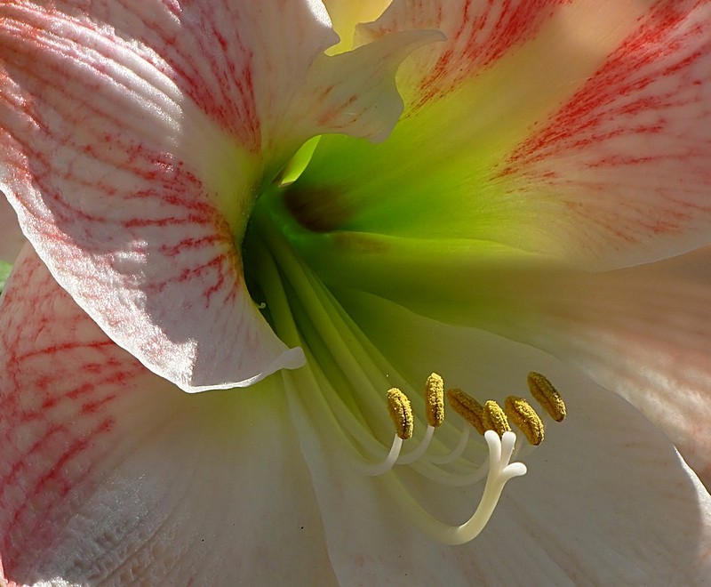 מחכים להאבקה