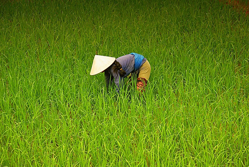 עובדת בשדה האורז