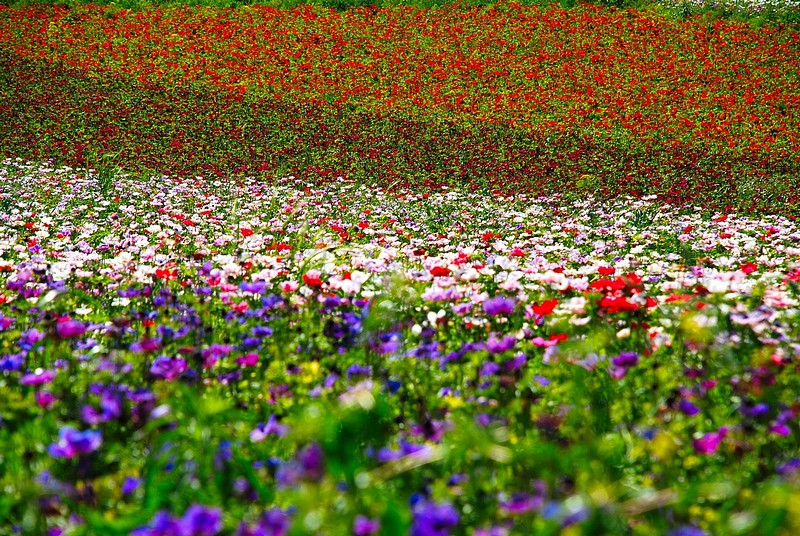 שטיח טבעי בצבעי אביב