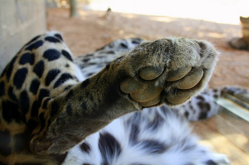 חמסה על הפנים