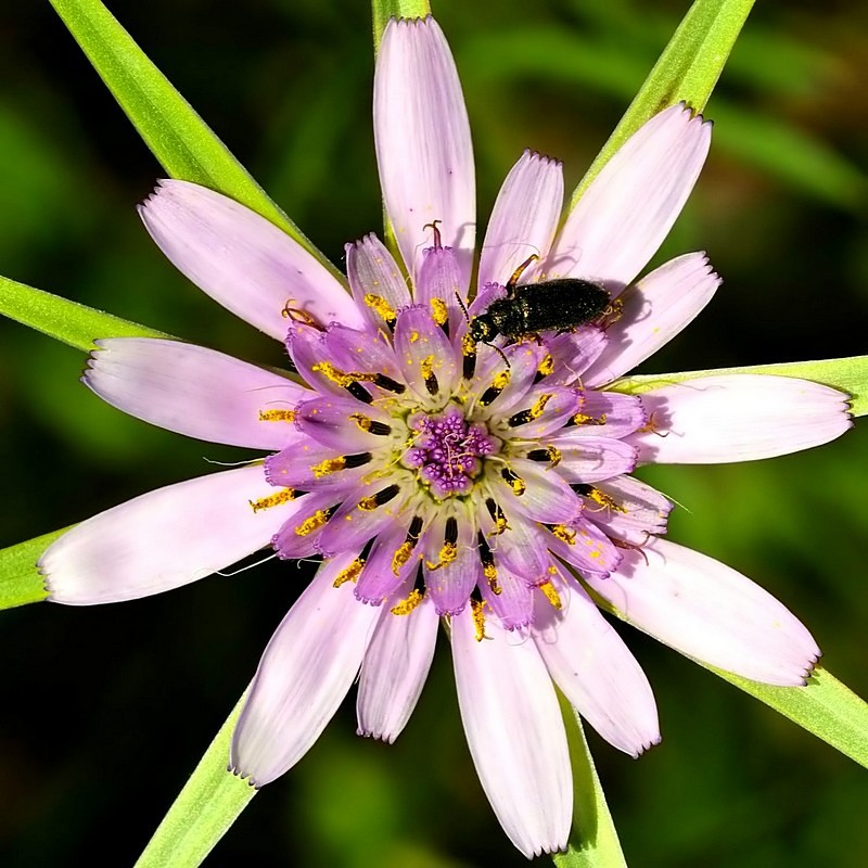 ארבעת הרוחות