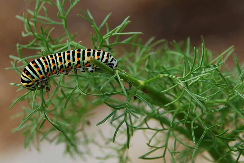 קטלוג צבעים