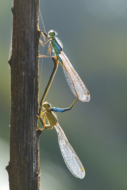 אהבה באור אחורי