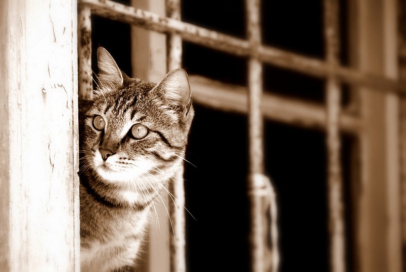 הסקרנות שהרגה את...