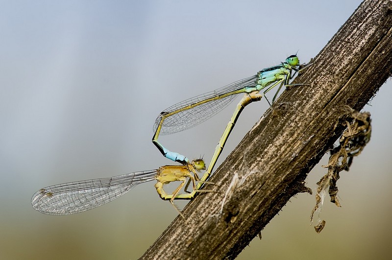 אהבה צבעונית
