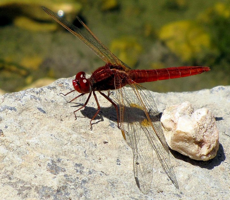 שפירית אדומה