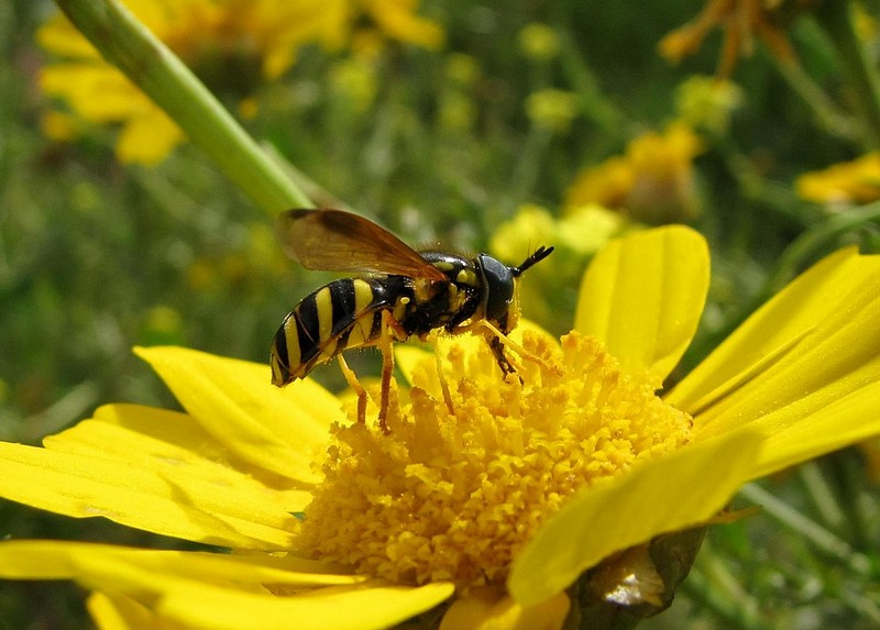 שותה צוף וגם חצוף
