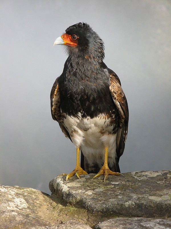 צילום: נעמה פרידמן