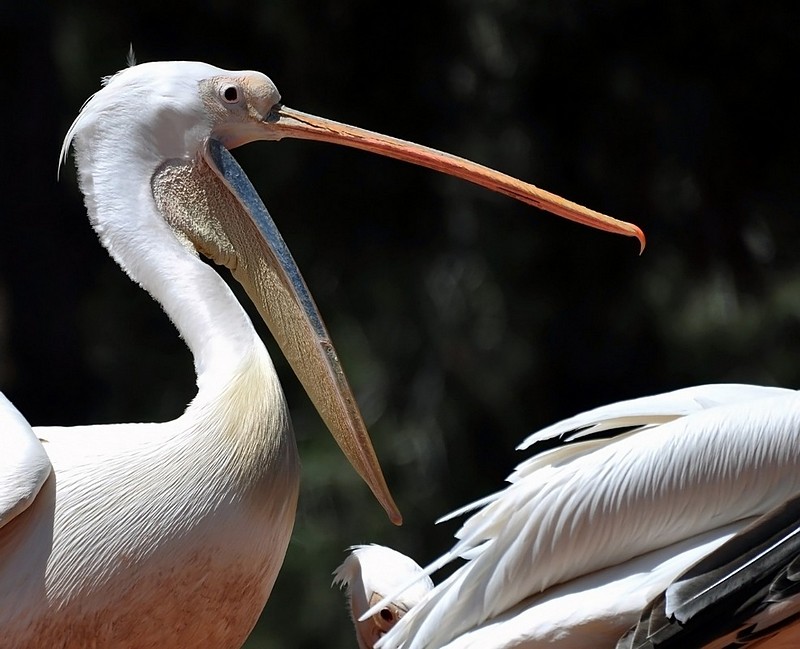 לפתוח פה גדול...