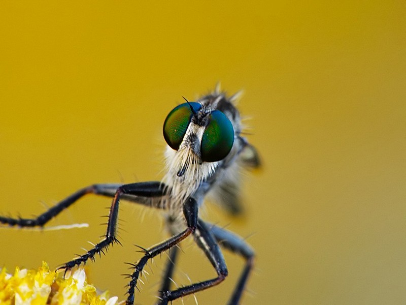 עניים בוהקות