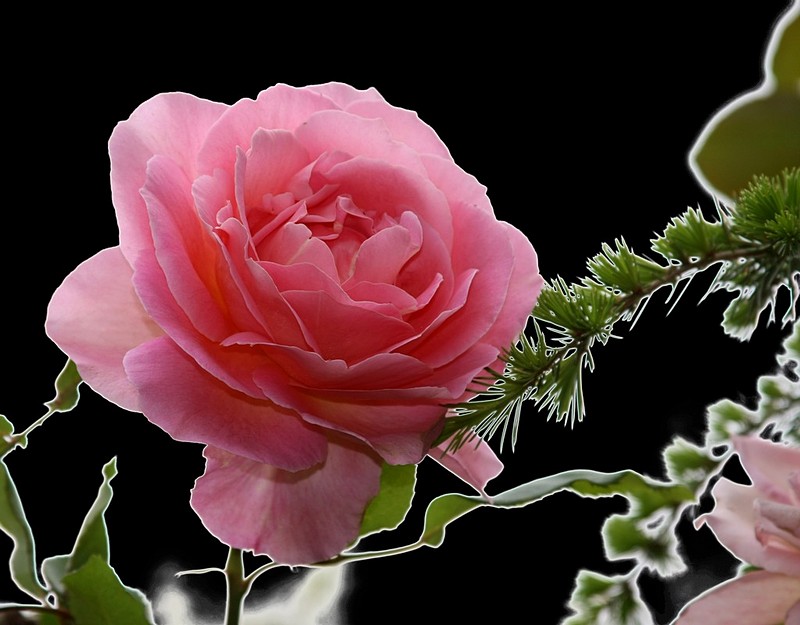 לא הכל וורוד