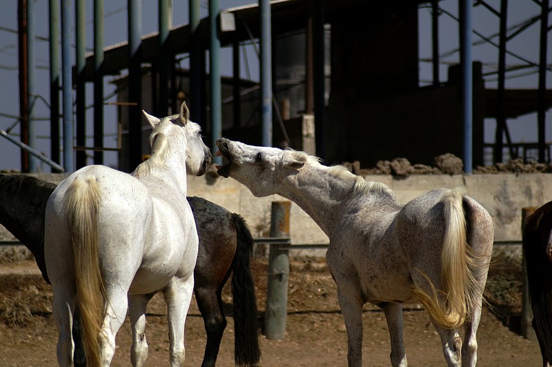 נשיקות של סוסים 