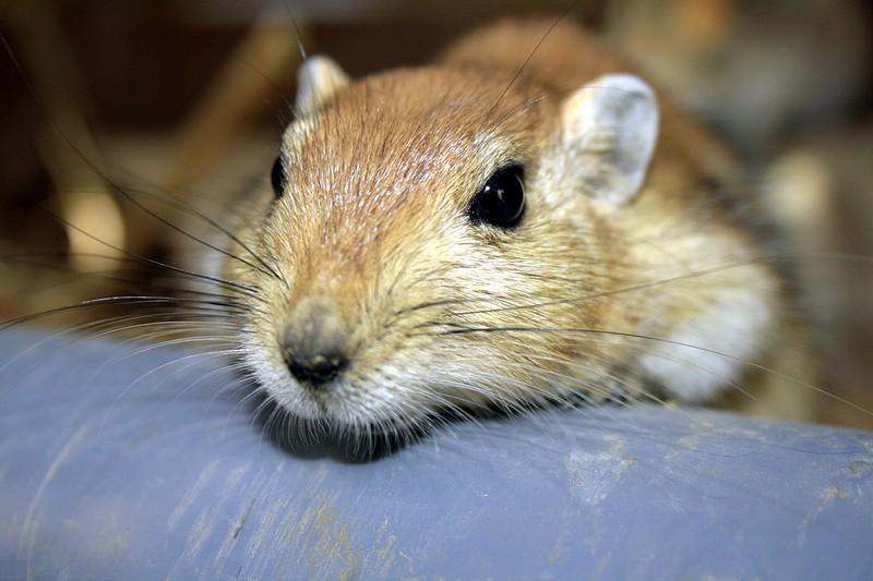 דוחף את האף