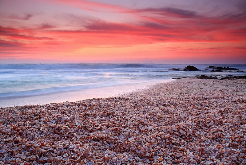 ים של צדפים