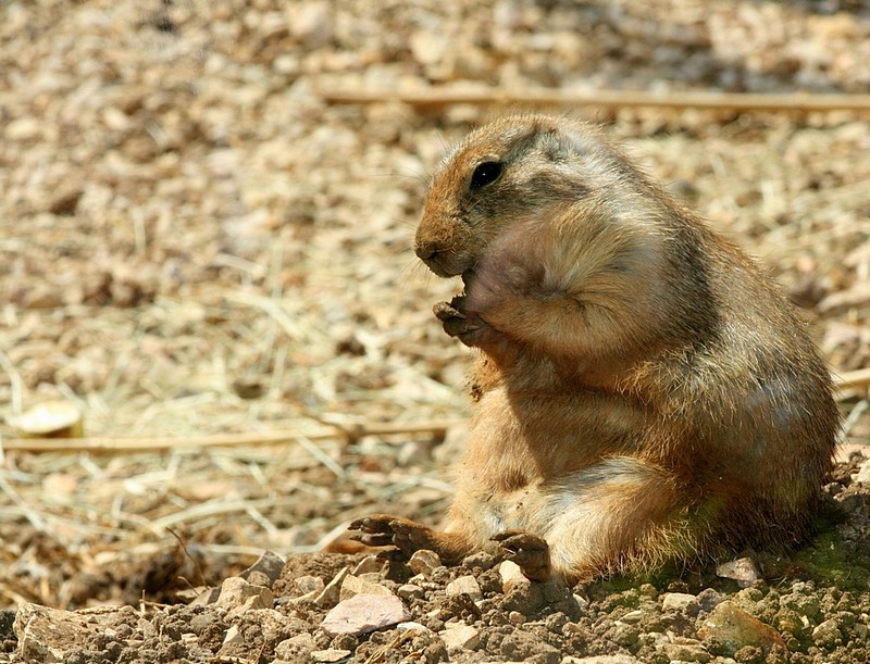אוכל עם הידים