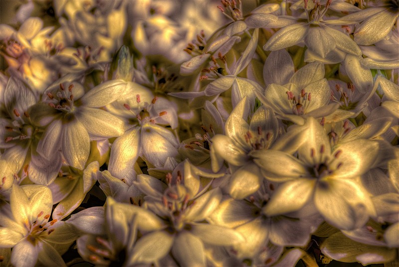 פרחים של זהב