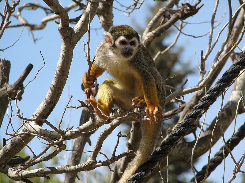ראיתי אותך...