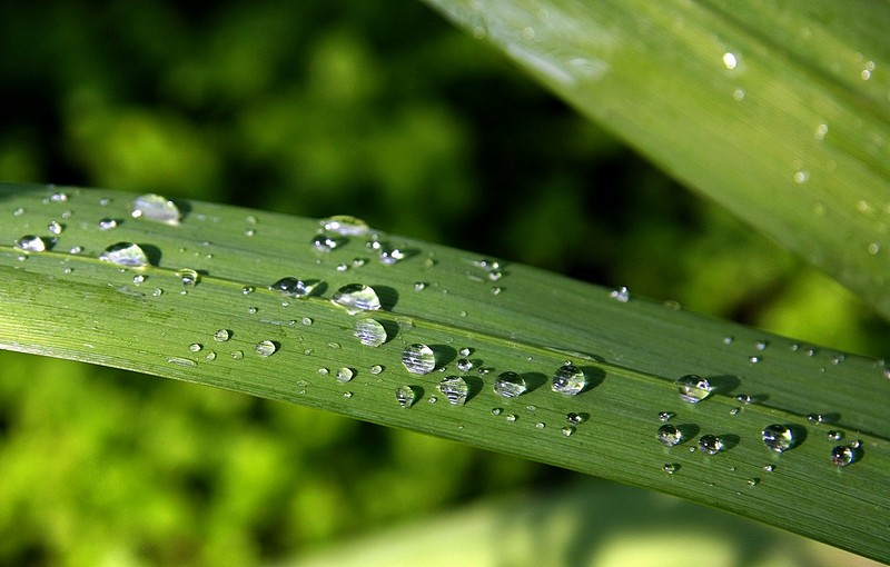 טיפות אחרונות של גשם