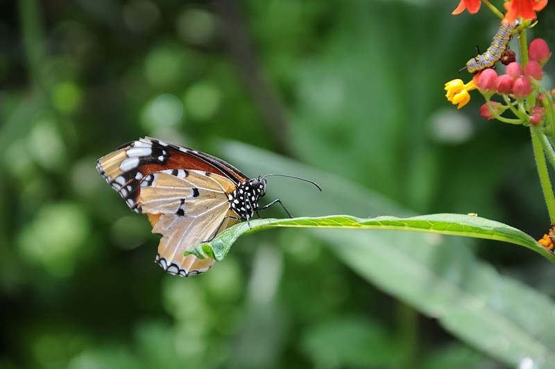 צילום: אנה פושקנצר 