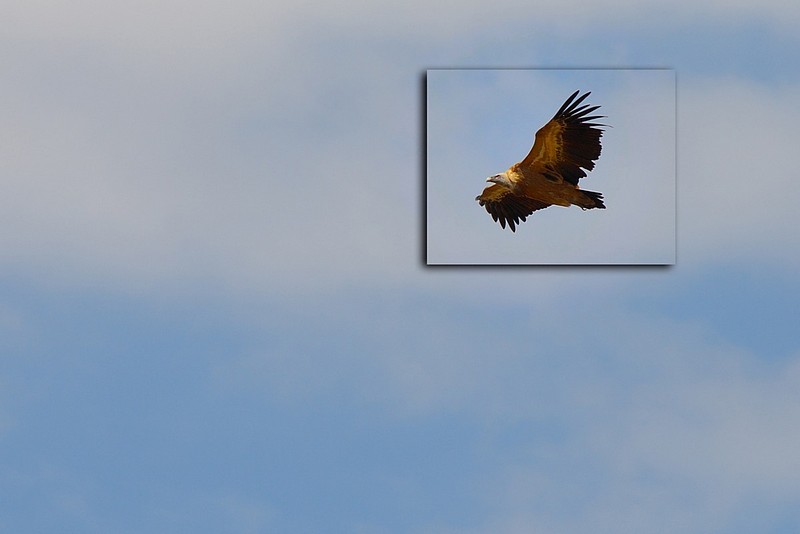 המוהיקני האחרון