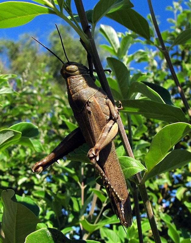 צילום: יבגני אילין