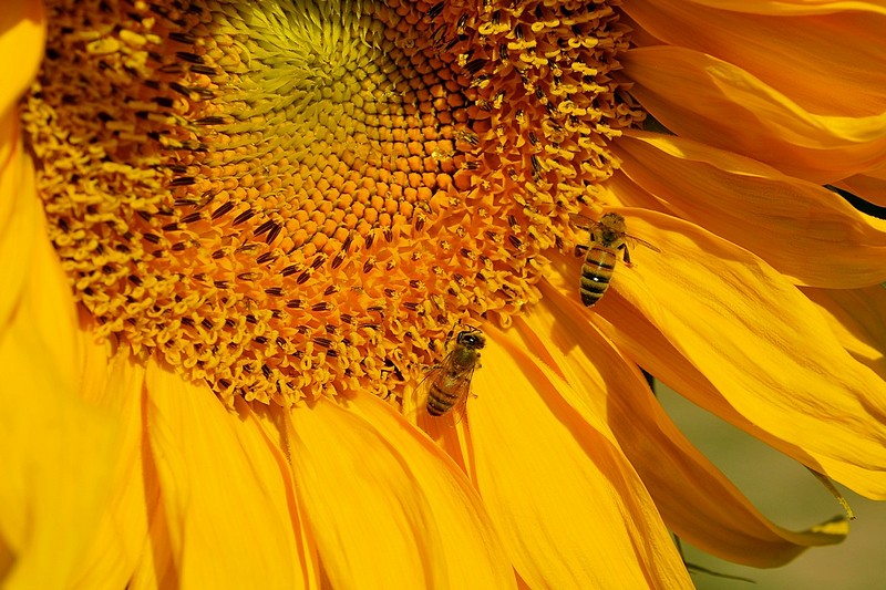 צמד על חמניה