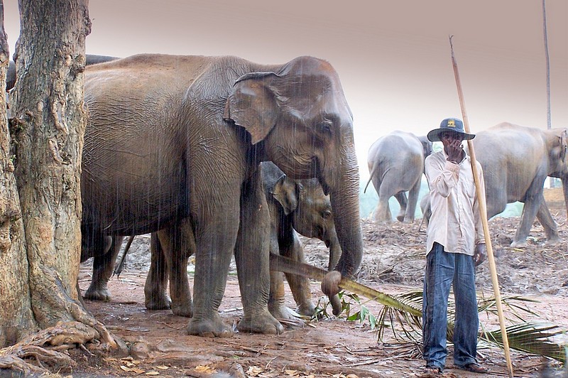 גשם גשם משמיים..