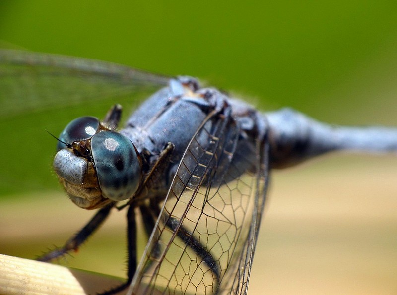 צילום: יבגני אילין