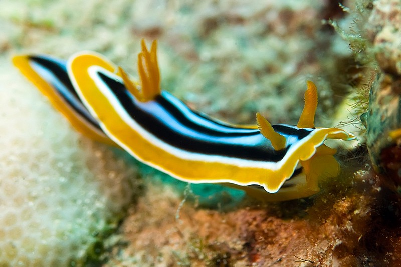 חשופית אילתית טיפוסית