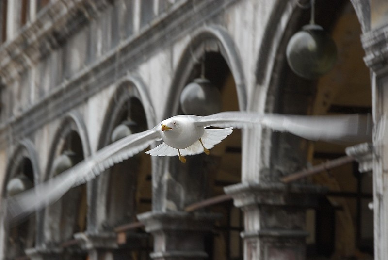 שחף מעל סאן מרקו