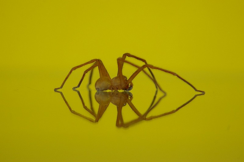 ברכות ובעדינות