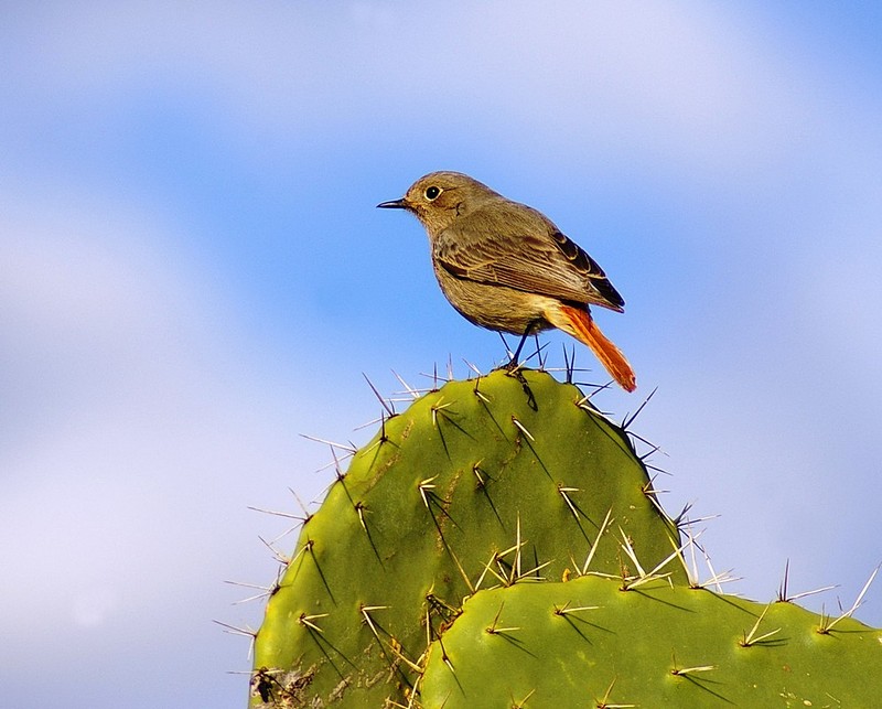 צבר ? או לא !