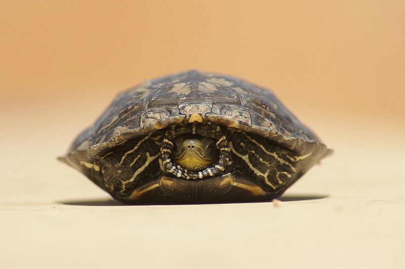 צבי הנינג'ה