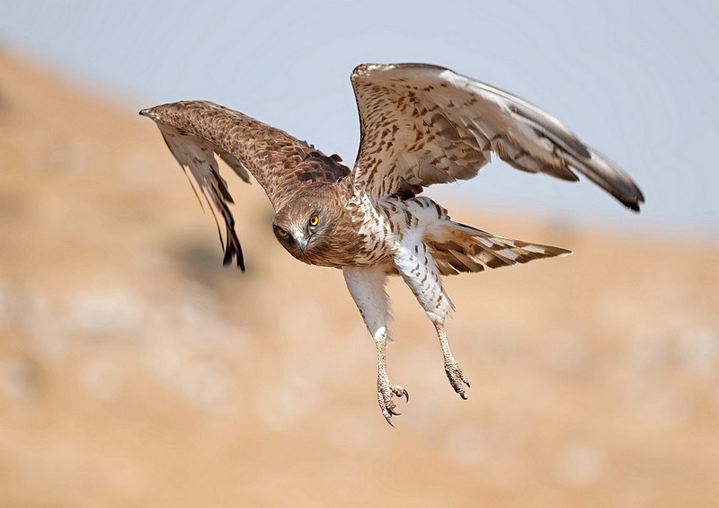 קירבה מסוכנת...