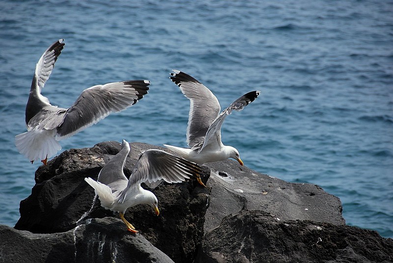 אוכל, קדימה אוכל.
