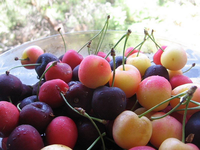 צילום: מישל בוקשטיין