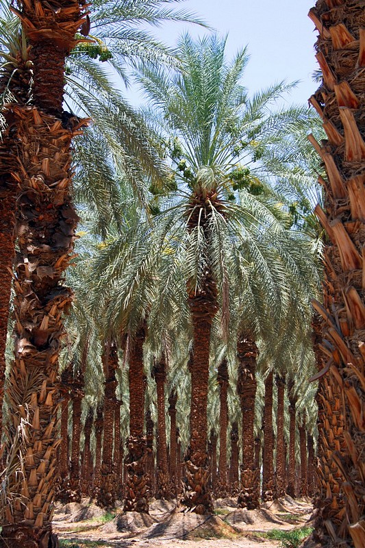 צילום: רוחמה סרוסי