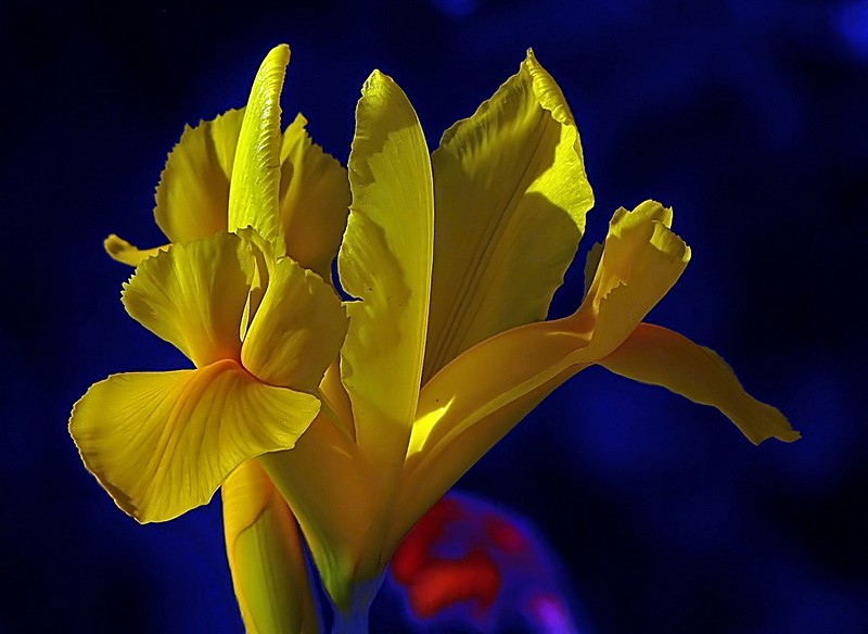 צהוב זרחני 2