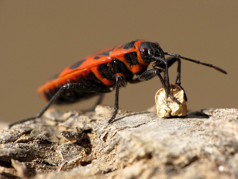 חום - שחור - אדום