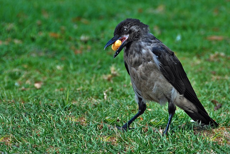 אין כמו במבה