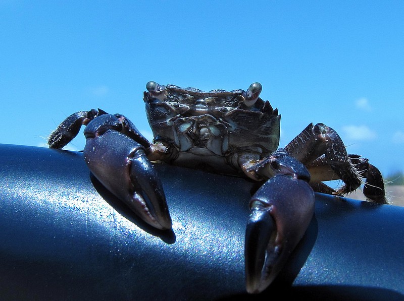 יצאו לו העיניים