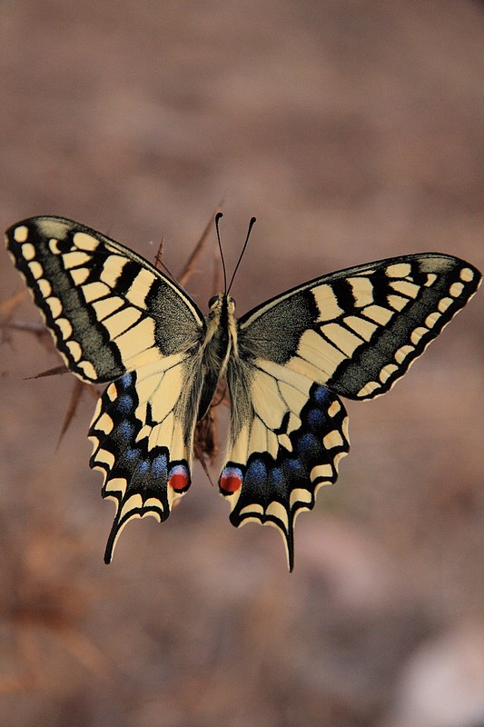 צילום: אביתר כרמון