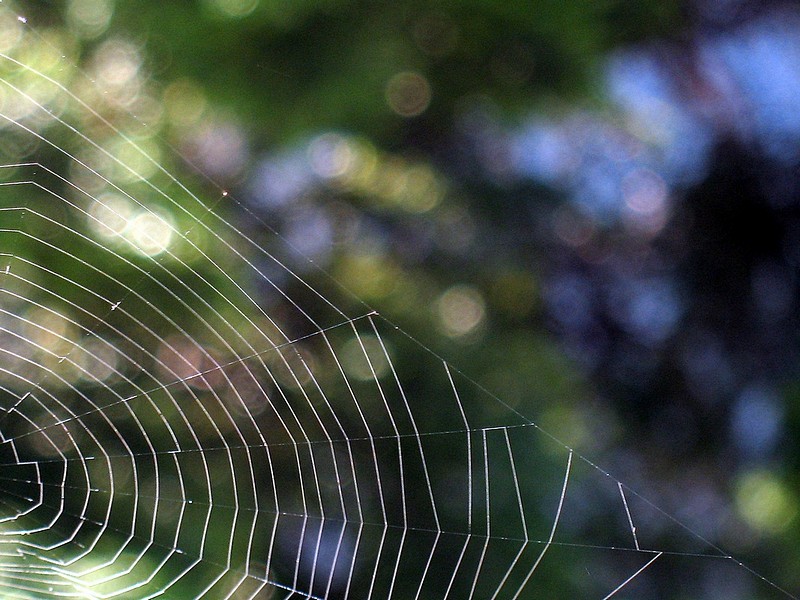 קורים של בוקר