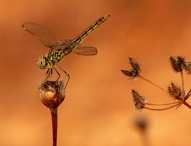 מקרו ראשון שלי :)
