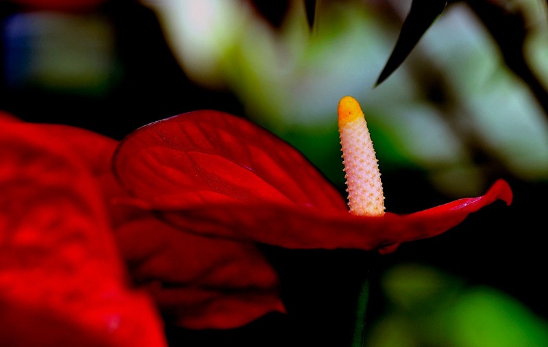 אדום צהוב לבן.
