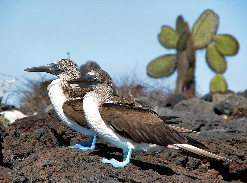 זוג (יונים??!?!)