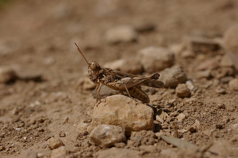 בסביבתו הטיבעית