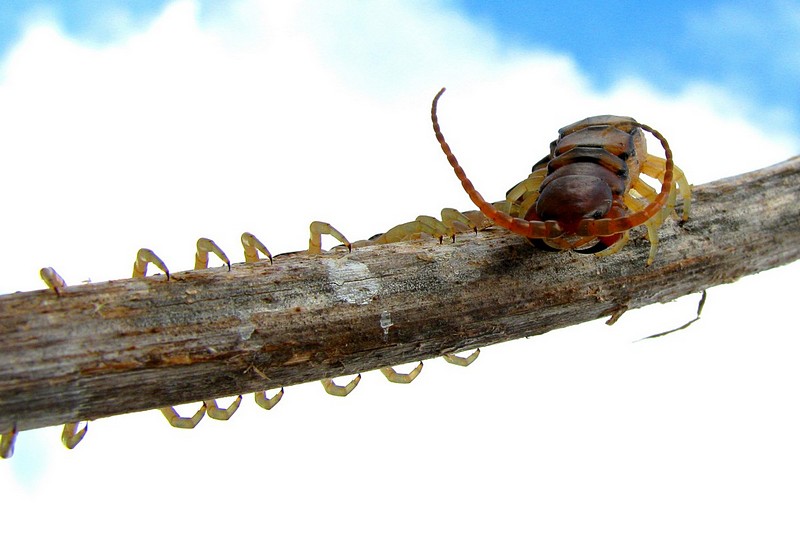 רגליים וראש - -