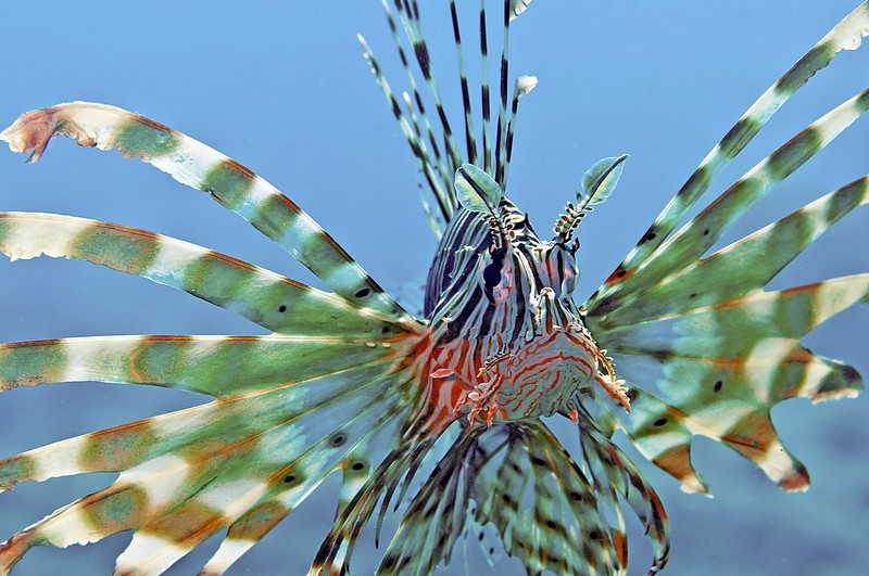 הרתעה ססגונית